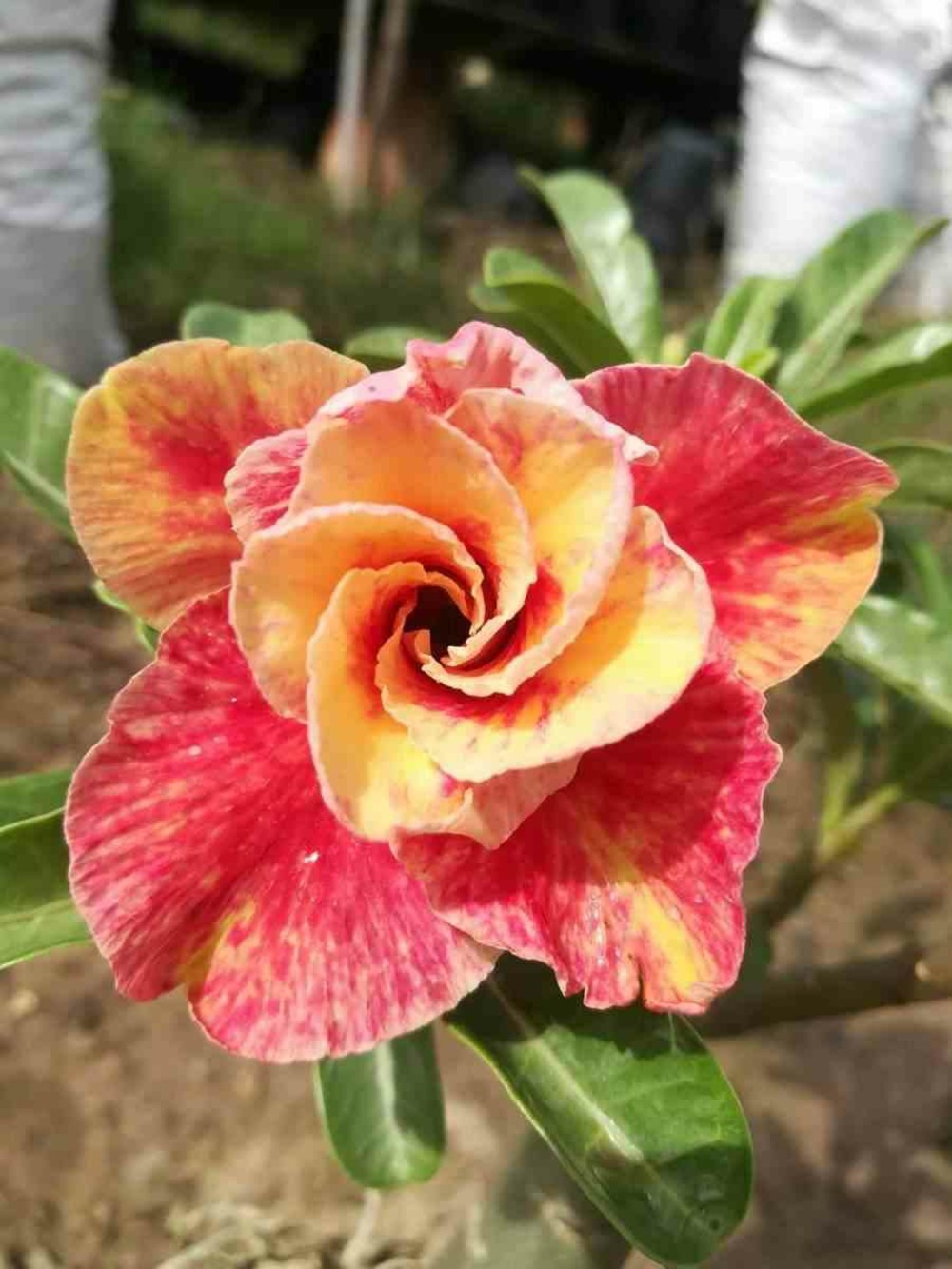 Adenium obesum cv.mannakan couleur floraison:orange - caudex d'environ 150g