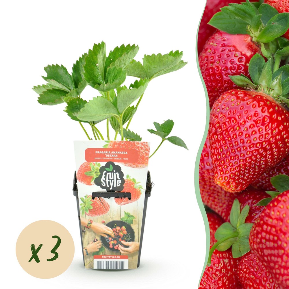 Fraisier fragaria maxim – lot de 3 – pot 9 cm