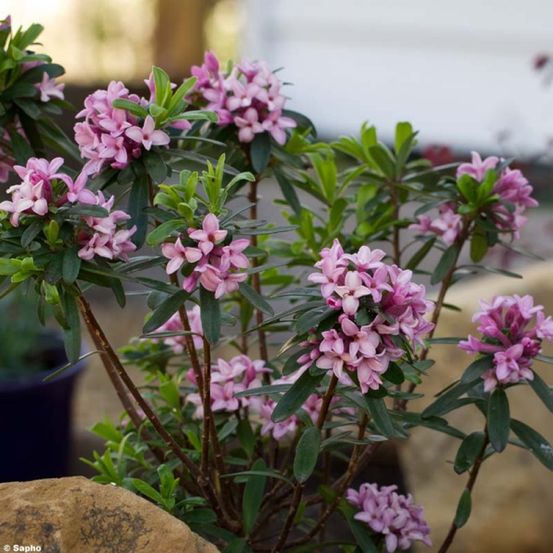 Bois-joli 'pink fragance® 'blapink'' pot de 2l/3l