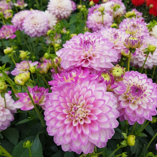 Dahlia nain double 'melody dixie' bulbe calibre i