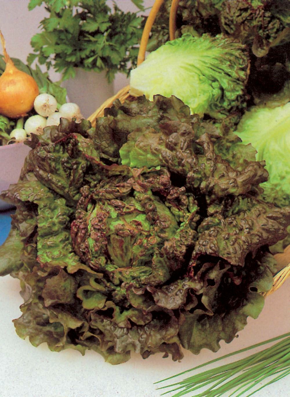 Laitue batavia rouge grenobloise - 3 g