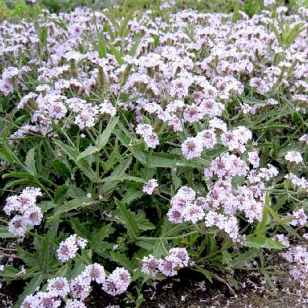 Verveine polaris godet