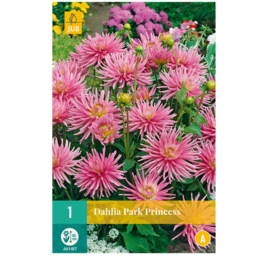 1 bulbe dahlia park princess rose