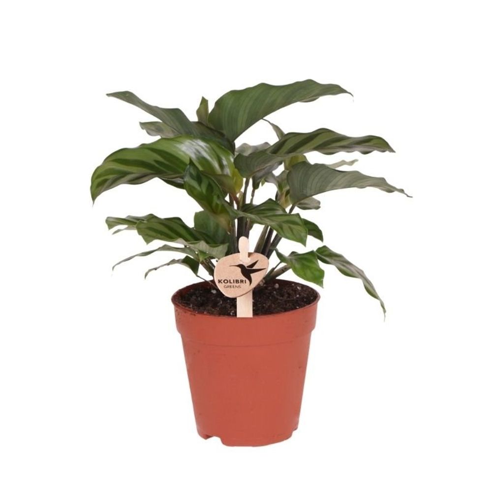 Calathea freddie - ø9cm - ↕23cm - plante d’intérieur