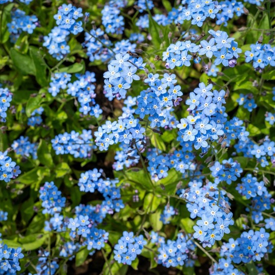 Myosotis sylvatica 'indigo blue' le sachet de 700 graines environ (0,5g)