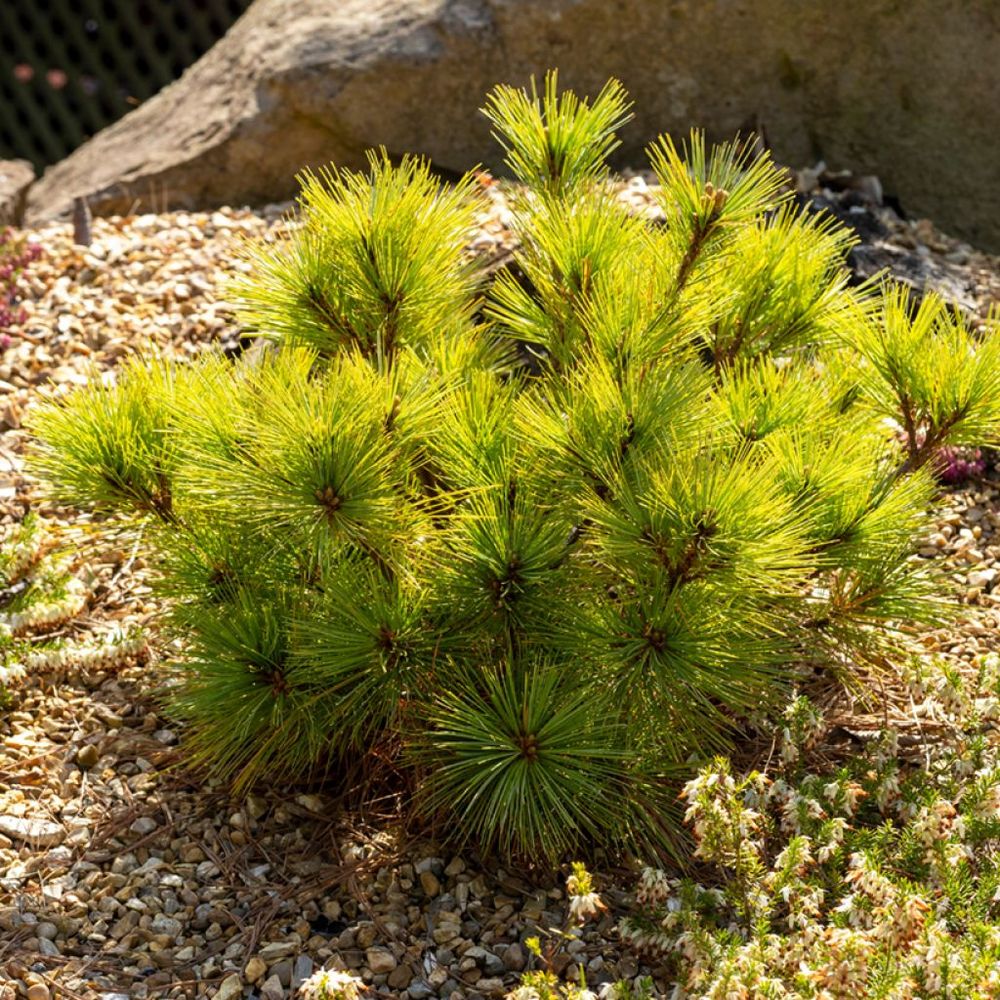 Pin weymouth 'radiata' pot de 3l/4l