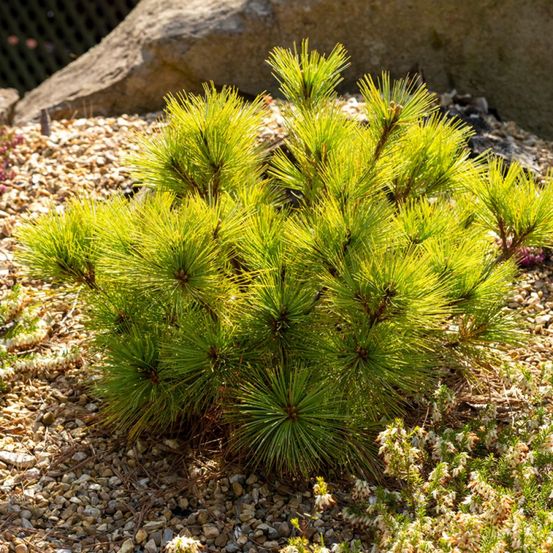 Pin weymouth 'radiata' pot de 3l/4l