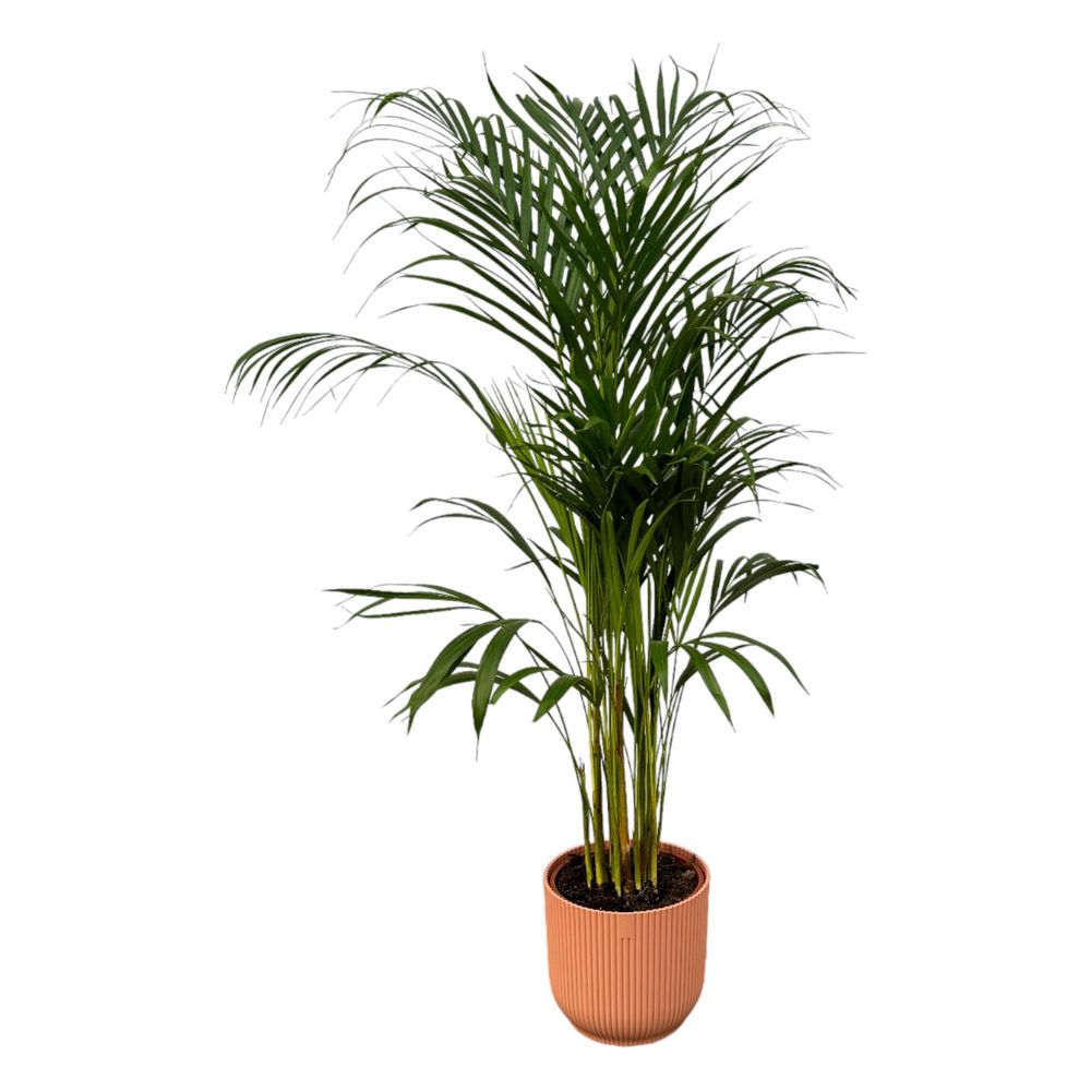 Palmier areca - plantes d'intérieur