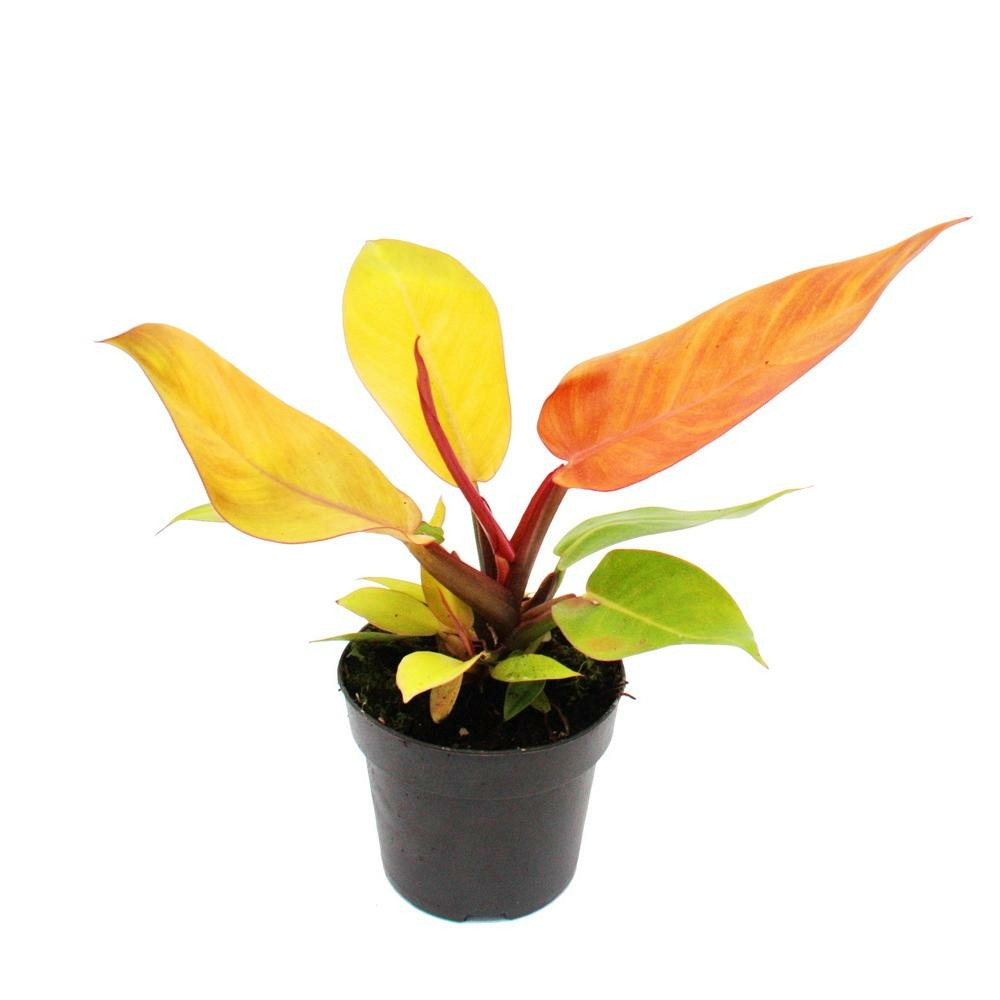 Philodendron prince d'orange - ami oranger - pot 12cm