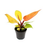 Philodendron prince d'orange - ami oranger - pot 12cm