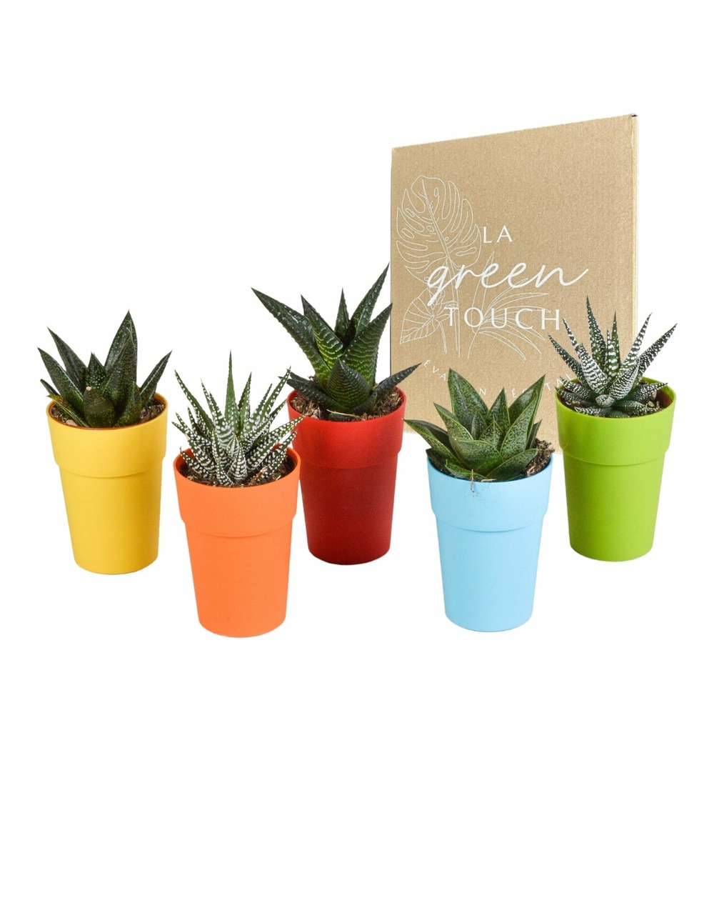 Mix de 5 gasteria et haworthia h16cm