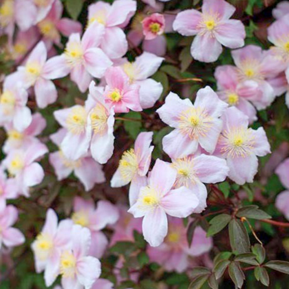 2 x clématite des montagnes - clematis montana 'mayleen' - 50-60 cm pot