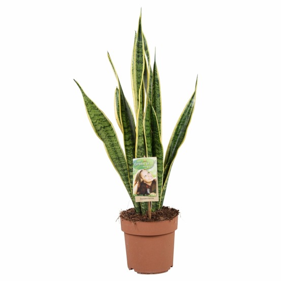 Sansevieria trifasciata laurentii - h60 cm - ø17 cm