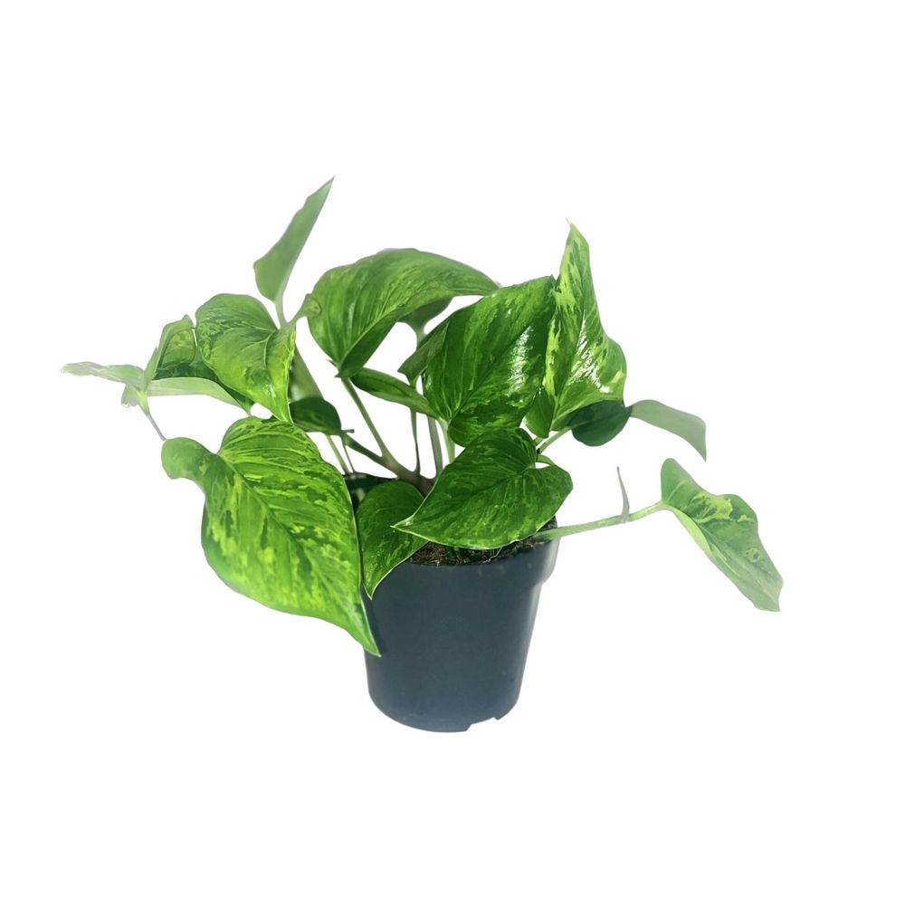 Scindapsus pictus 'trebie' - pot de 12cm - hauteur 20cm - plantes d'intérieur