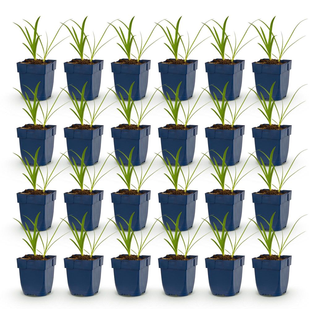 Agapanthe 'albus' - lot de 24 - pot 11 cm - hauteur 25 cm - plante d'extérieur