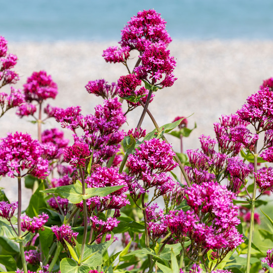 Lot de 3 - centranthus ruber coccineus - spurflower - hauteur 10-20 cm - pot 9x9 cm