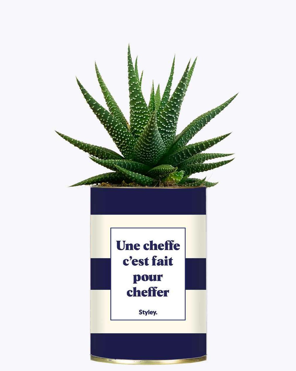 Plante à message - une cheffe c'est fait pour cheffer - cactus