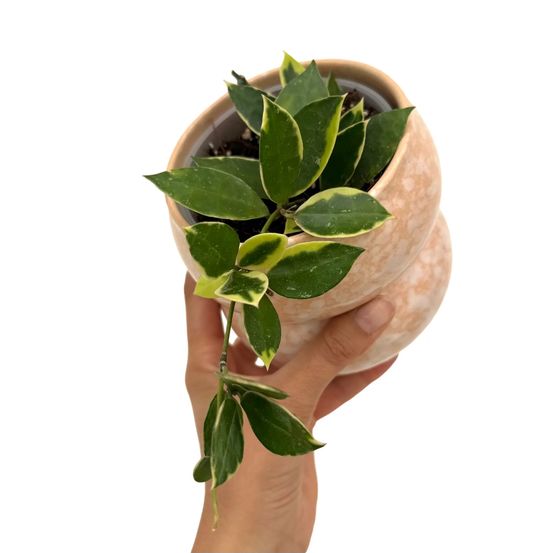 Hoya lacunosa albomarginata 'asami' - pot de 9cm - plantes d'intérieur