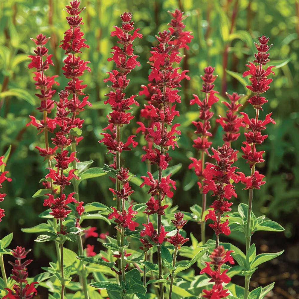 100 graines de sauge rouge écarlate (salvia coccinea scarlet) - semisauvage permaculture