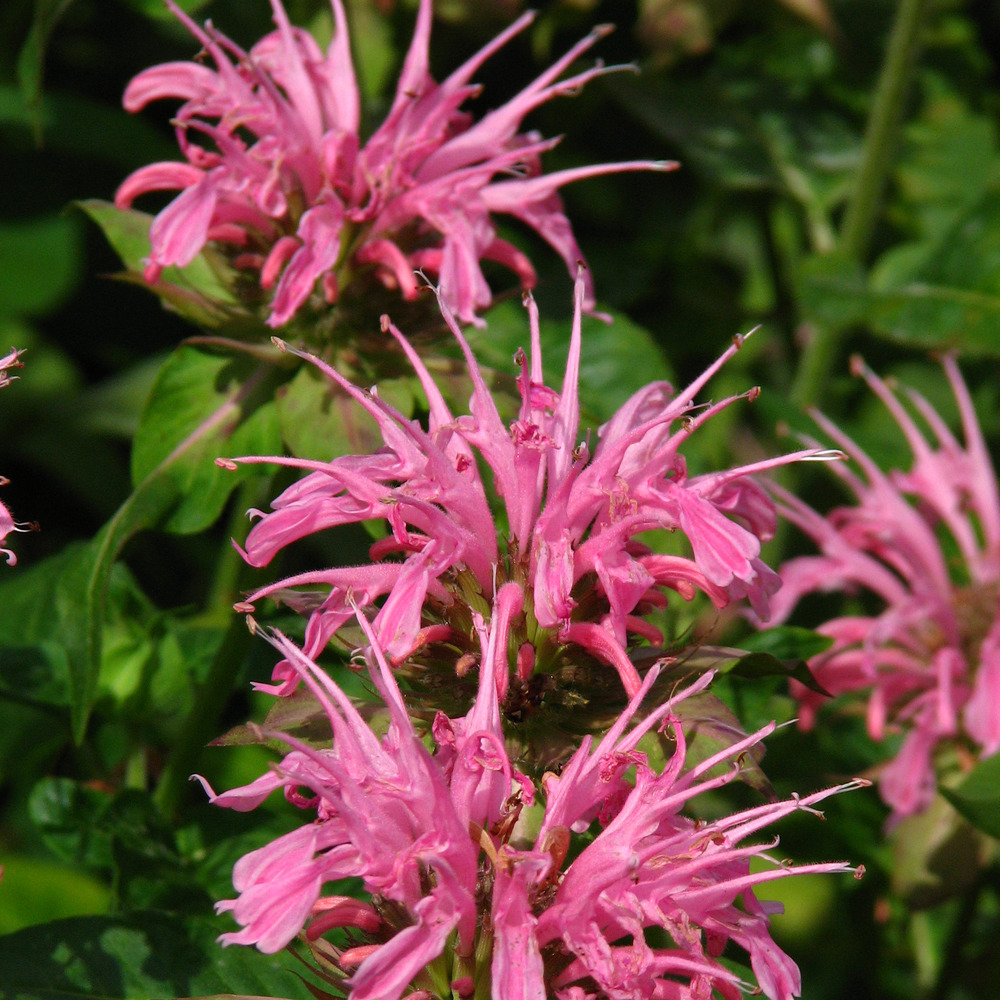 Monarde 'croftway pink' godet de 8/9 cm