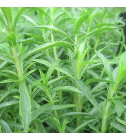 Menthe des cerfs godet de 8/9 cm