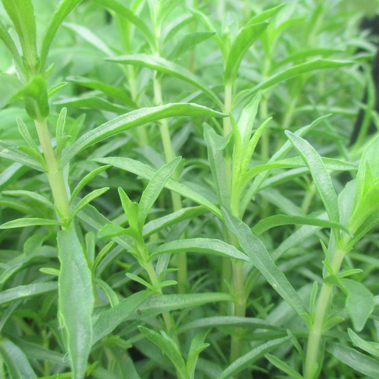 Menthe des cerfs godet de 8/9 cm