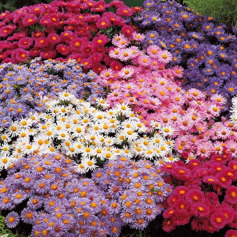 4 aster d'automne en mélange - le paquet de 4 racines nues, vendu par lot de 4