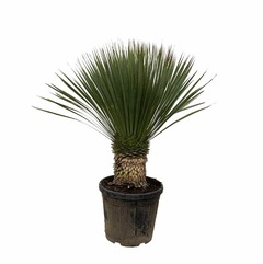 Yucca rostrata - 100cm- ø38 - h100 cm - ø38 cm