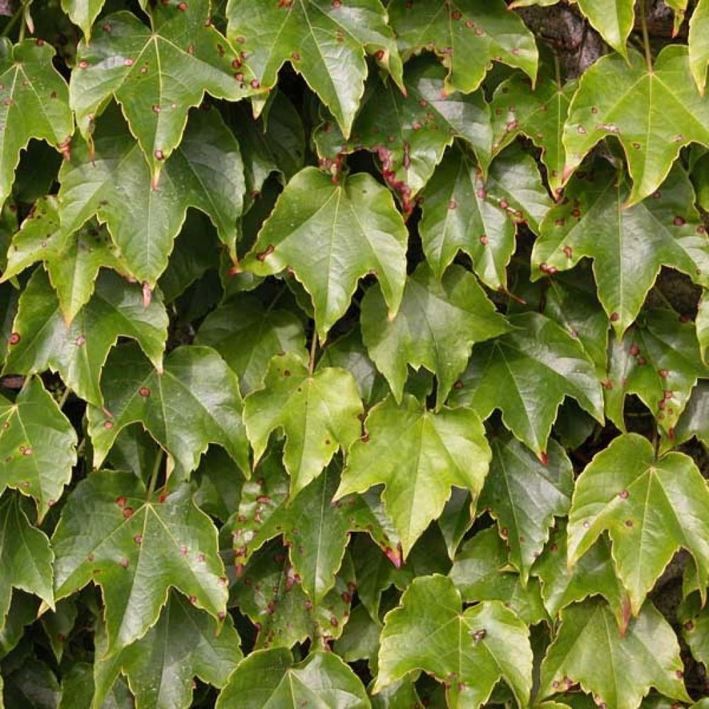 Vigne vierge japonaise 'veitchii' pot de 2l/3l