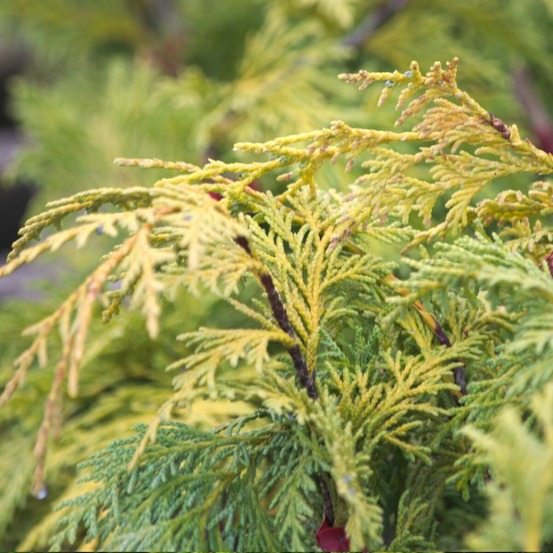 Faux cyprès pendula pot de 20l - 125/150