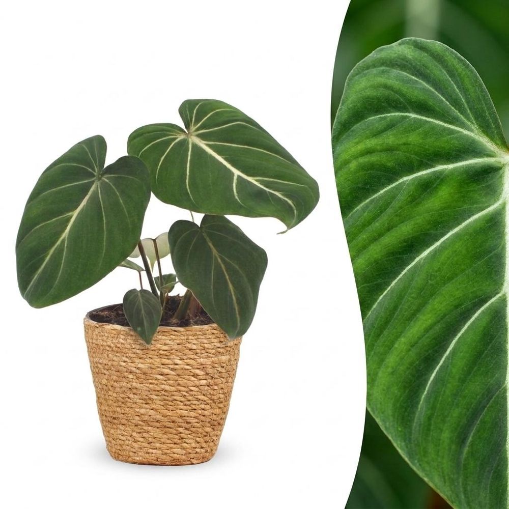 Philodendron gloriosum - pot de 12cm - plantes d'intérieur