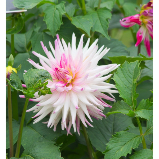 Bulbe de dahlia cactus hayley jane sachet de 1 bulbe