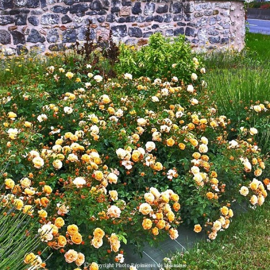 Rosier 'calizia' ®