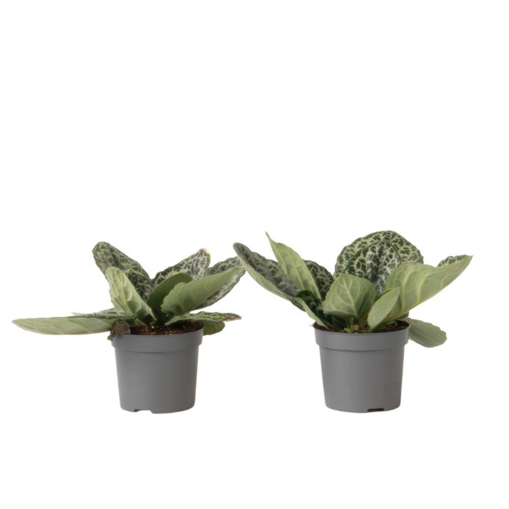 Primevère du cap - lot de 2 - streptocarpus 'pretty turtle' - h25-35cm - ⌀13cm