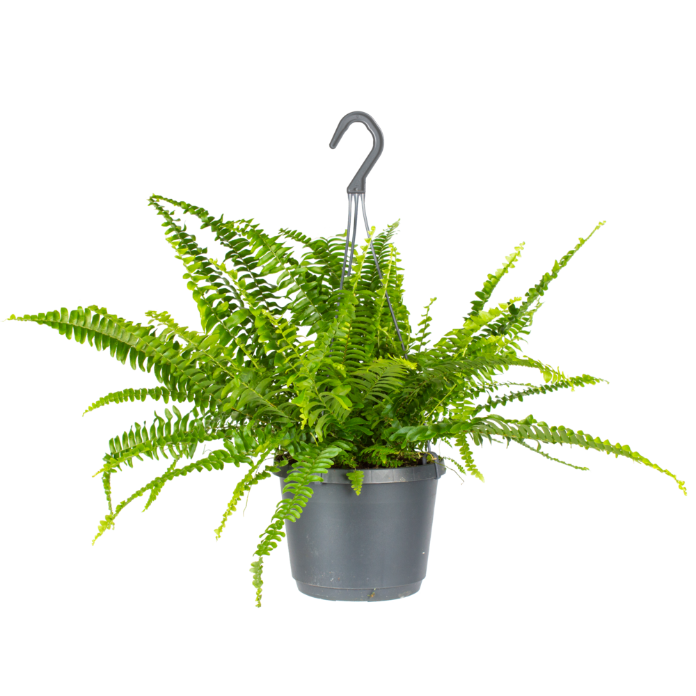 Nephrolepis green lady - fougère de boston - hauteur 30-40 cm - pot suspendu 17 cm