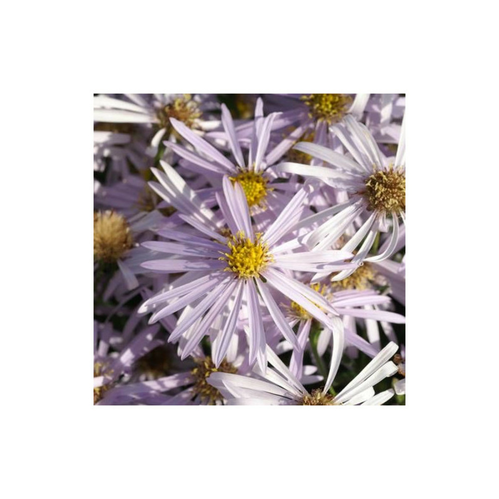 Aster d'été lutetia lot de 9 godets