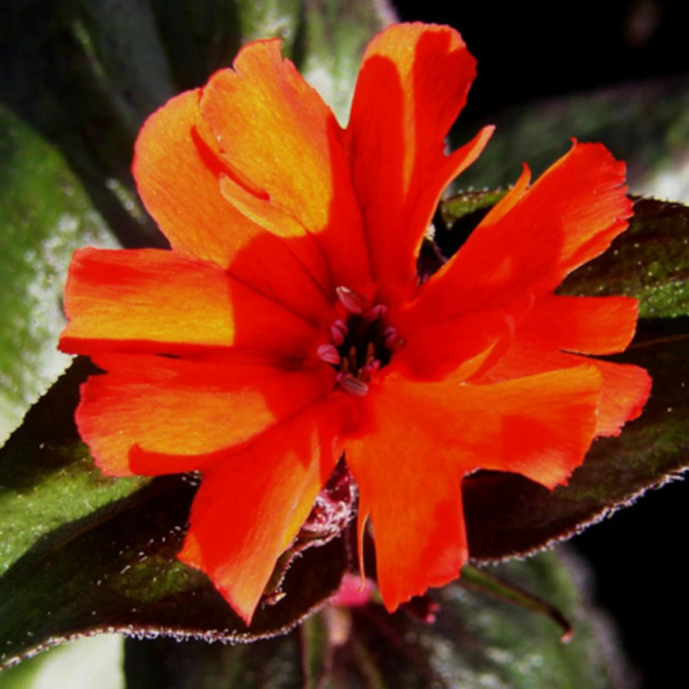 Croix de malte arkwrightii godet - 5/20 cm