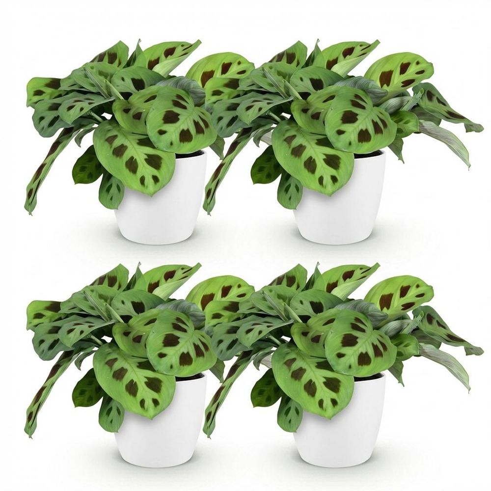 Maranta fascinator kerchoveana - pet-friendly - pot de 12cm - hauteur 25cm