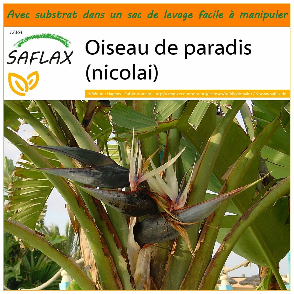 Garden in the bag - oiseau de paradis (nicolai) - 5 graines - strelitzia nicolai