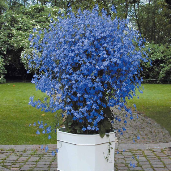 3 lobelias azuro - les 3 pots / ø 10.5cm