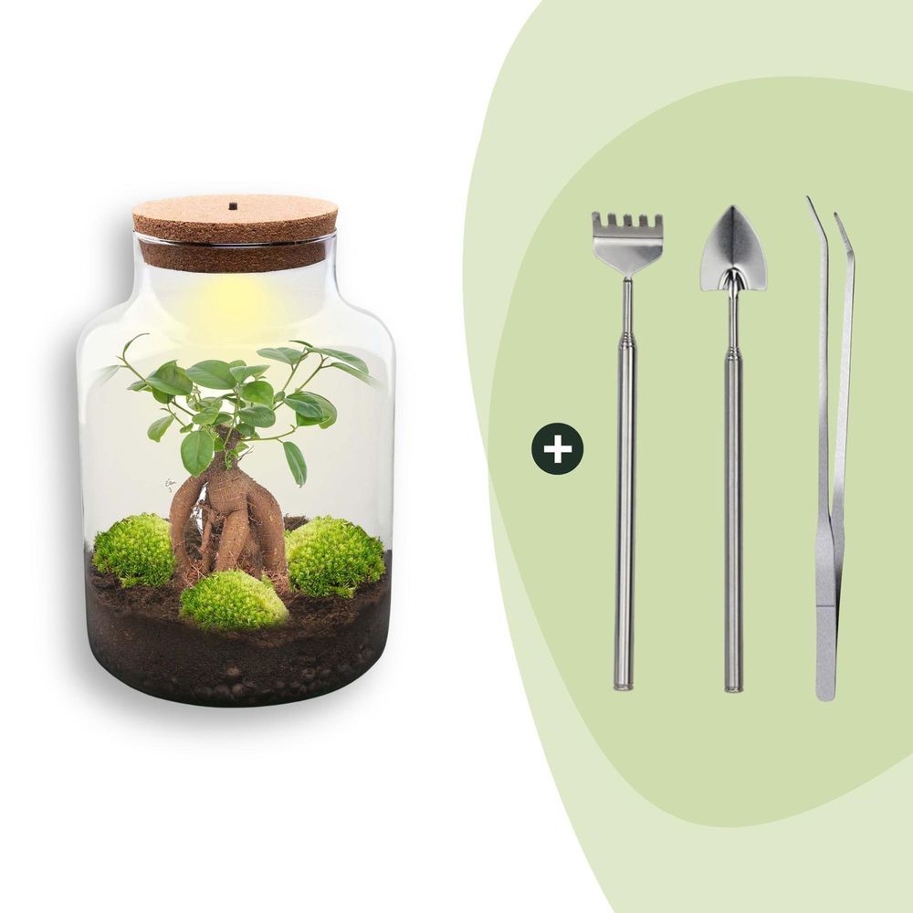 Terrarium à composer bouteille en verre recyclé - ø21-h30cm - avec râteau, pelle et pince - ficus - terrarium diy