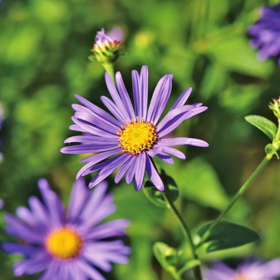 Aster grand d'automne blue radiance, aster novi-belgii lot de 5 godets