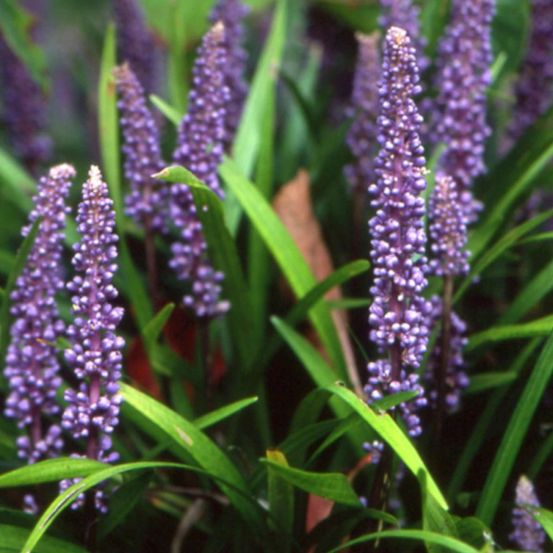 Liriope muscari lot de 9 godets