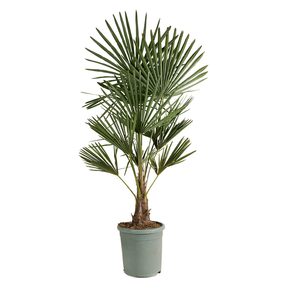 Trachycarpus fortunei - palmier éventail chinois - palmier rustique - 120-150 cm de haut - pot 30 cm