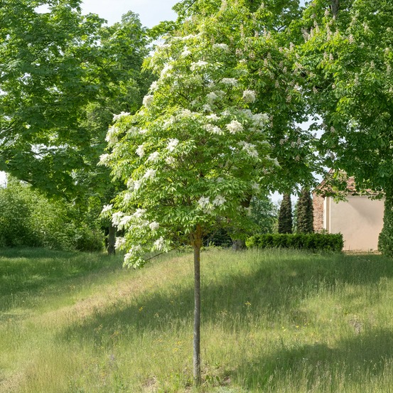Frêne à fleurs - le godet / ø 11cm / hauteur livrée 40-60cm, vendu par lot de 4