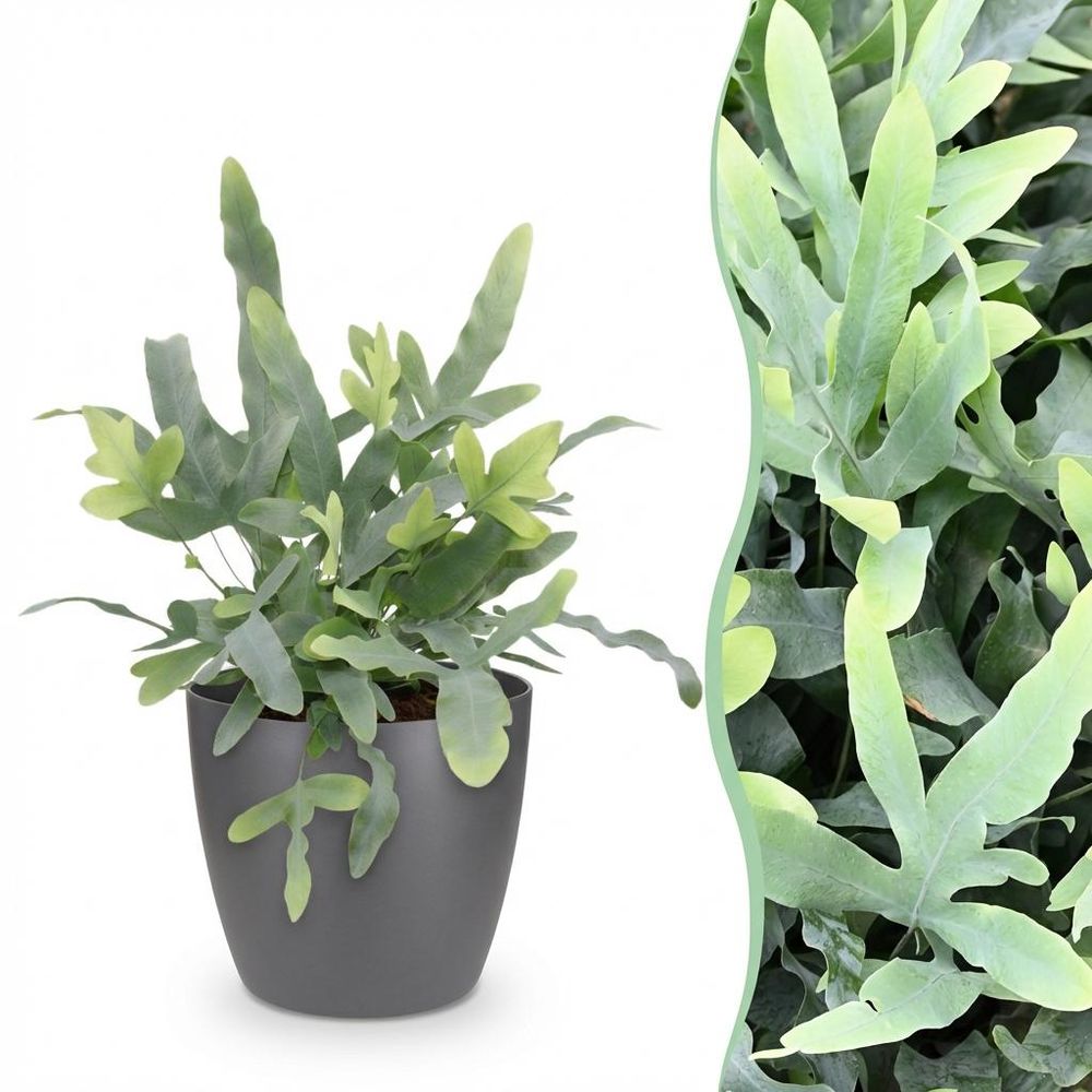 Phlebodium aureum blue star - pet-friendly - pot de 12cm - hauteur 25-30cm - plantes d'intérieur