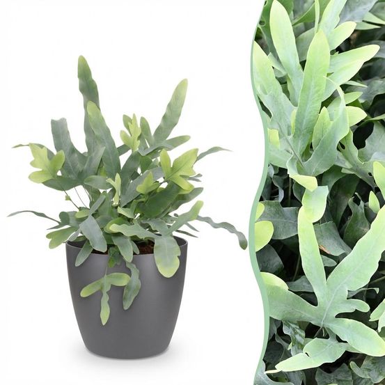 Phlebodium aureum blue star - pet-friendly - pot de 12cm - hauteur 25-30cm - plantes d'intérieur
