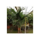 Adonidia merrillii (veitchia merrillii- palmier de manille) specimen taille 50l stipe 120/140cm total 200/250cm