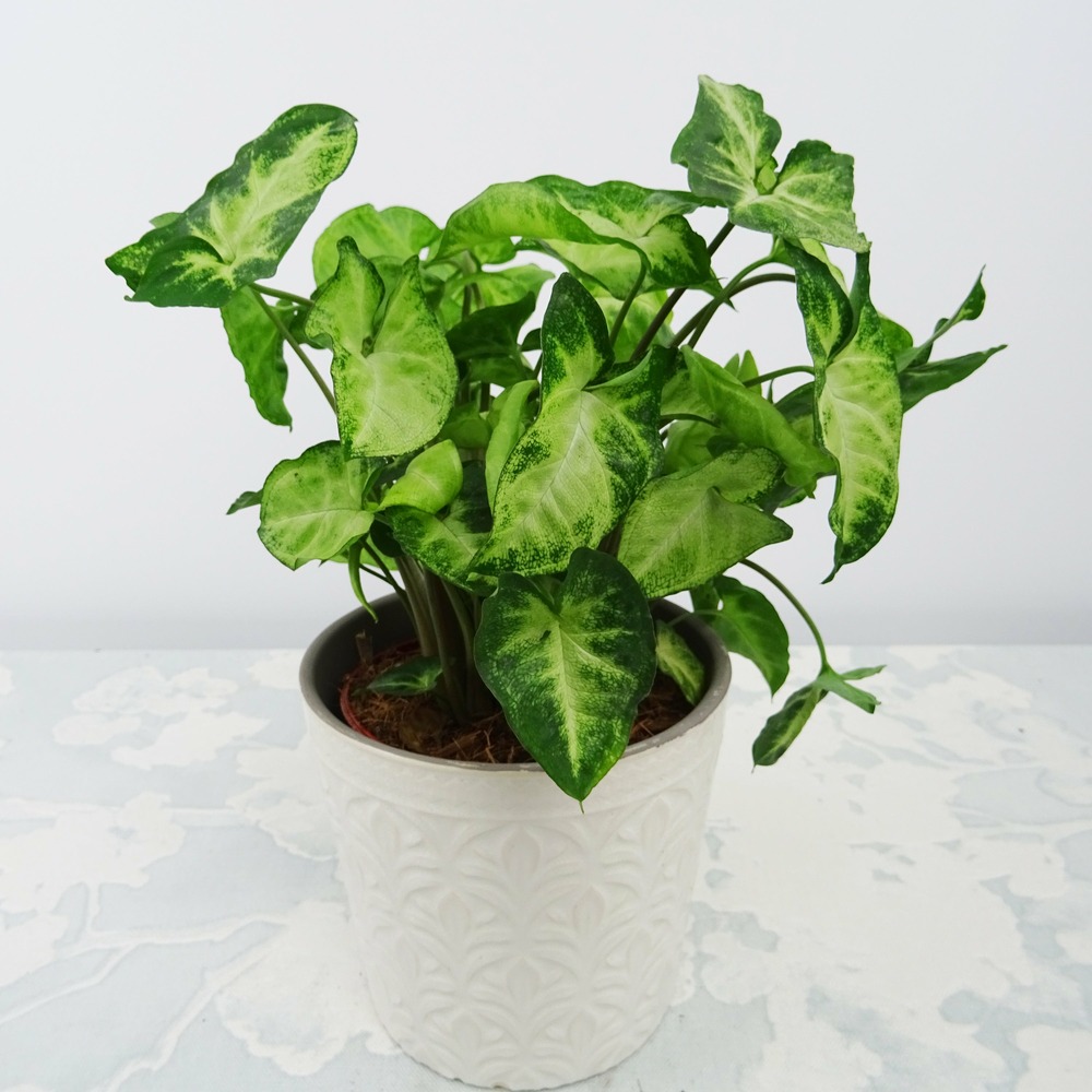 Syngonium pixie et son cache-pot blanc elho - le pot de 12 cm et le cache pot de 14 cm. Hauteur livrée 15 cm