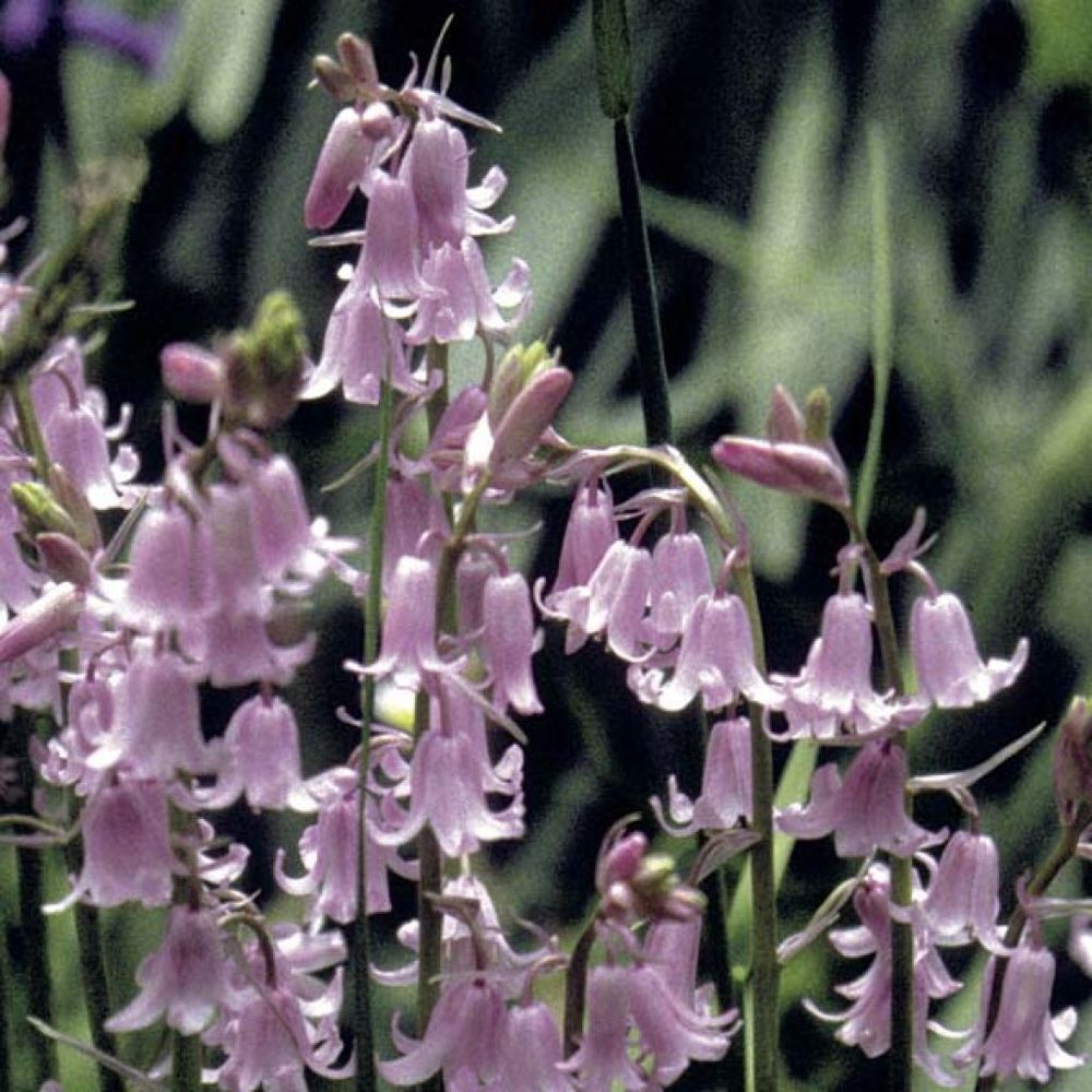 Jacinthe d'espagne 'rosea' bulbe calibre 8/10 (par 20)